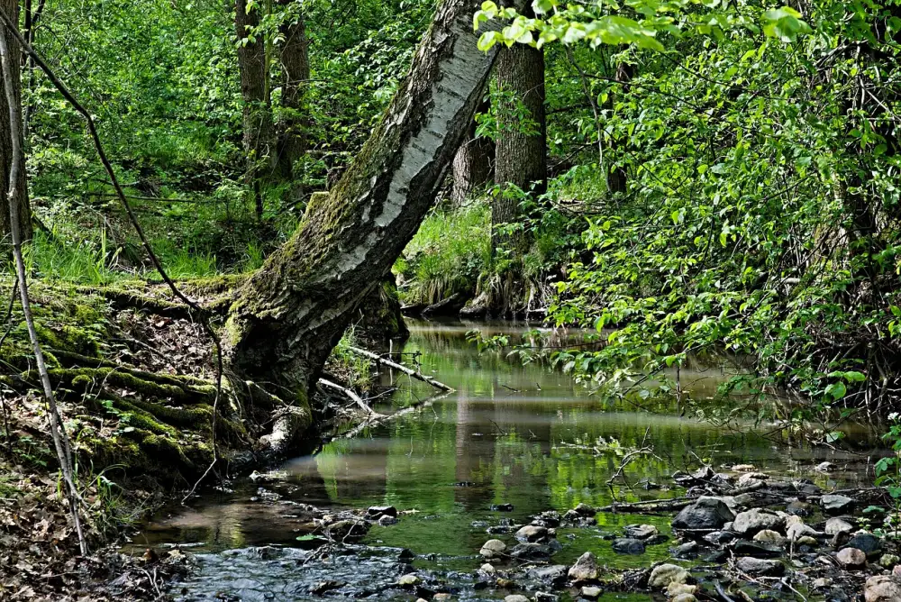 Kordula Stropnická